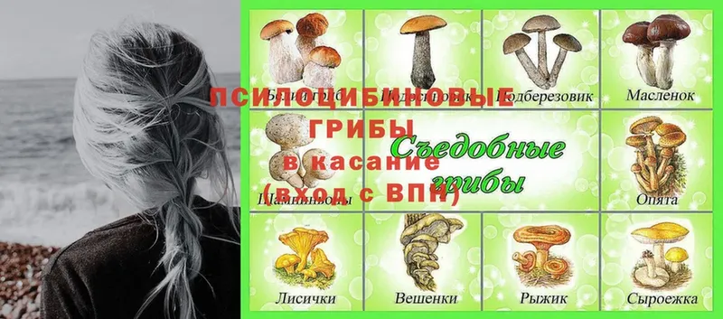 OMG ONION  Людиново  Псилоцибиновые грибы MAGIC MUSHROOMS  как найти  